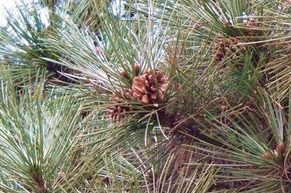 Pinus nigra-feketefenyő